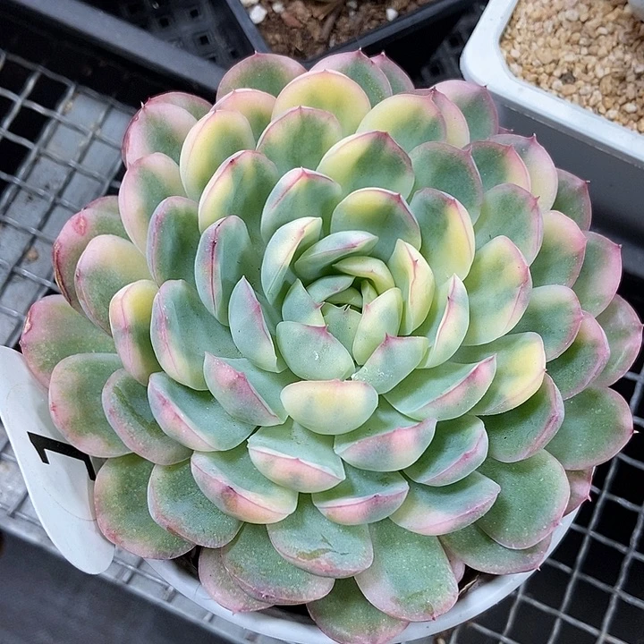 草莓冰花脸锦多肉