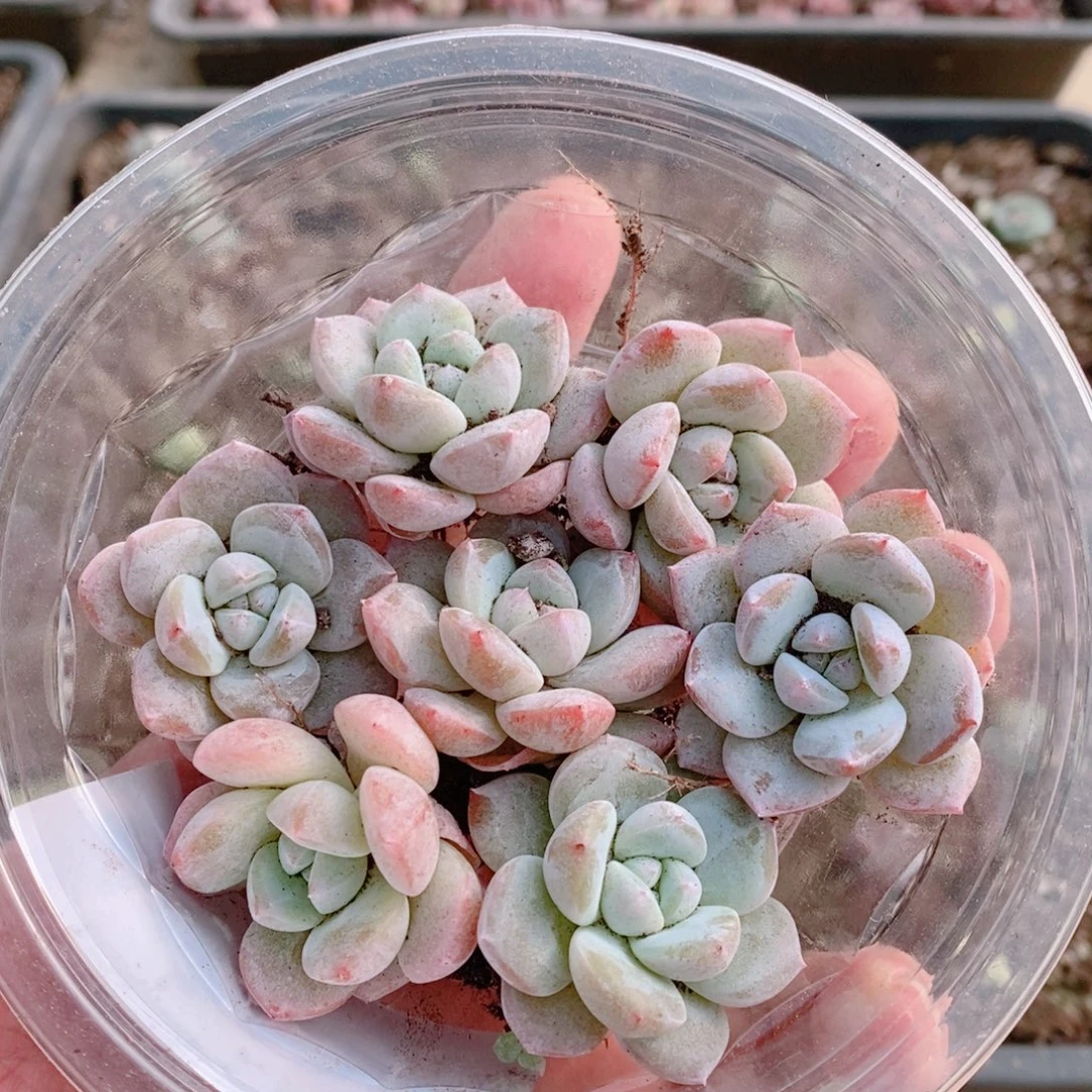 多肉植物精品切糕B344