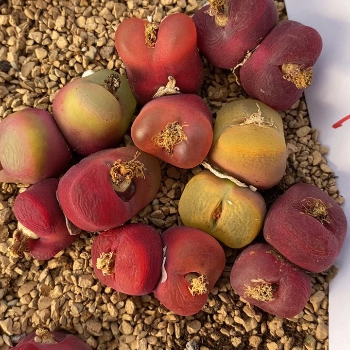 2142一组一组一组