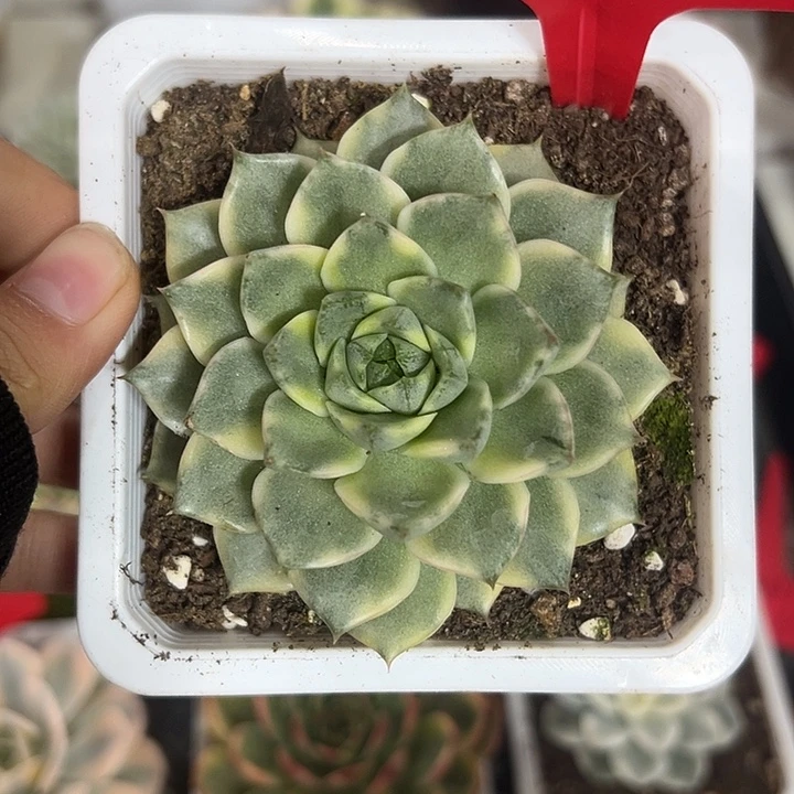 135号法比奥拉锦多肉植物