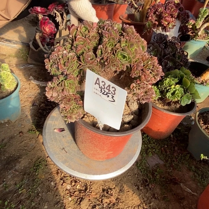 完***美A343玫瑰玫瑰玫瑰玫瑰