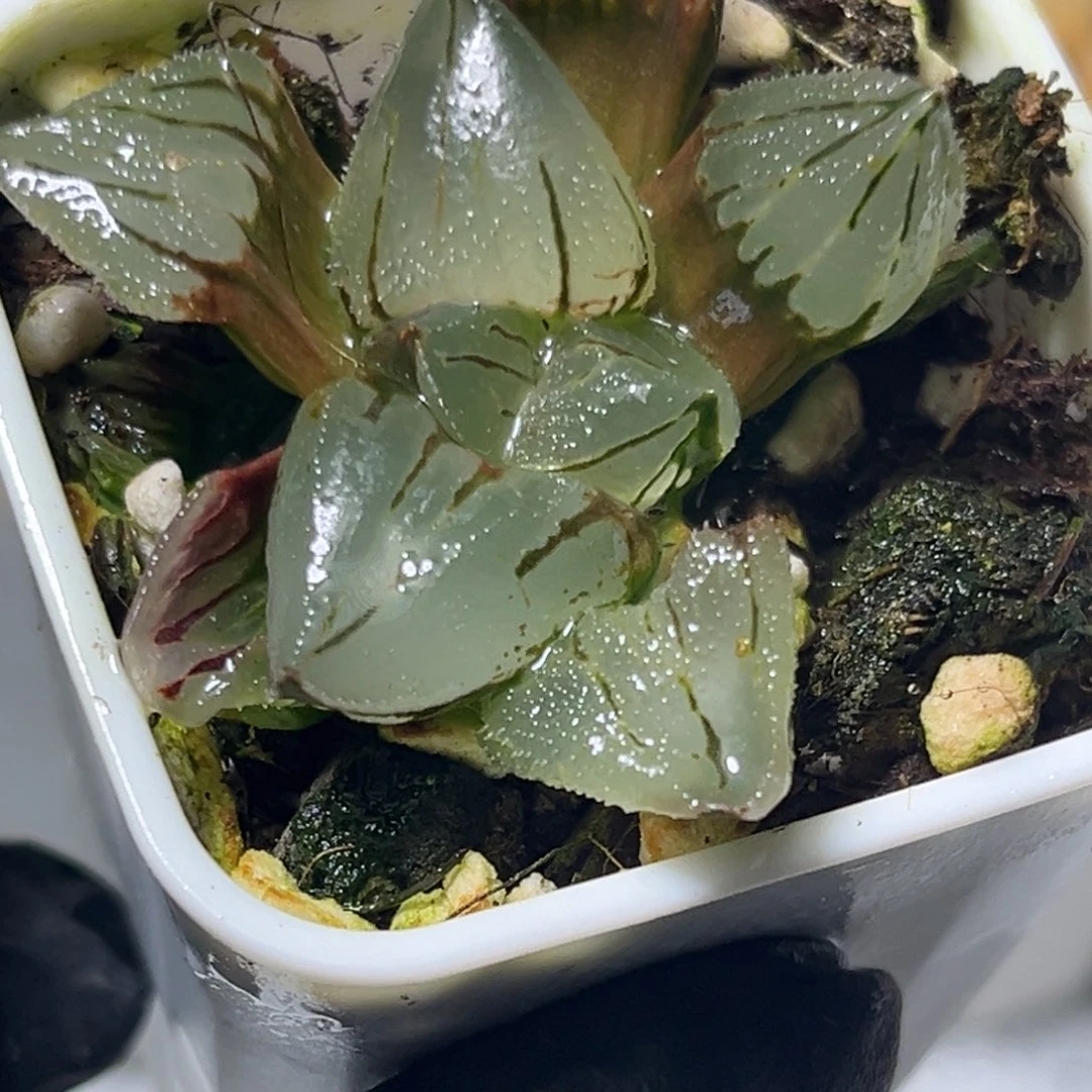 恭喜发财大吉大利0141