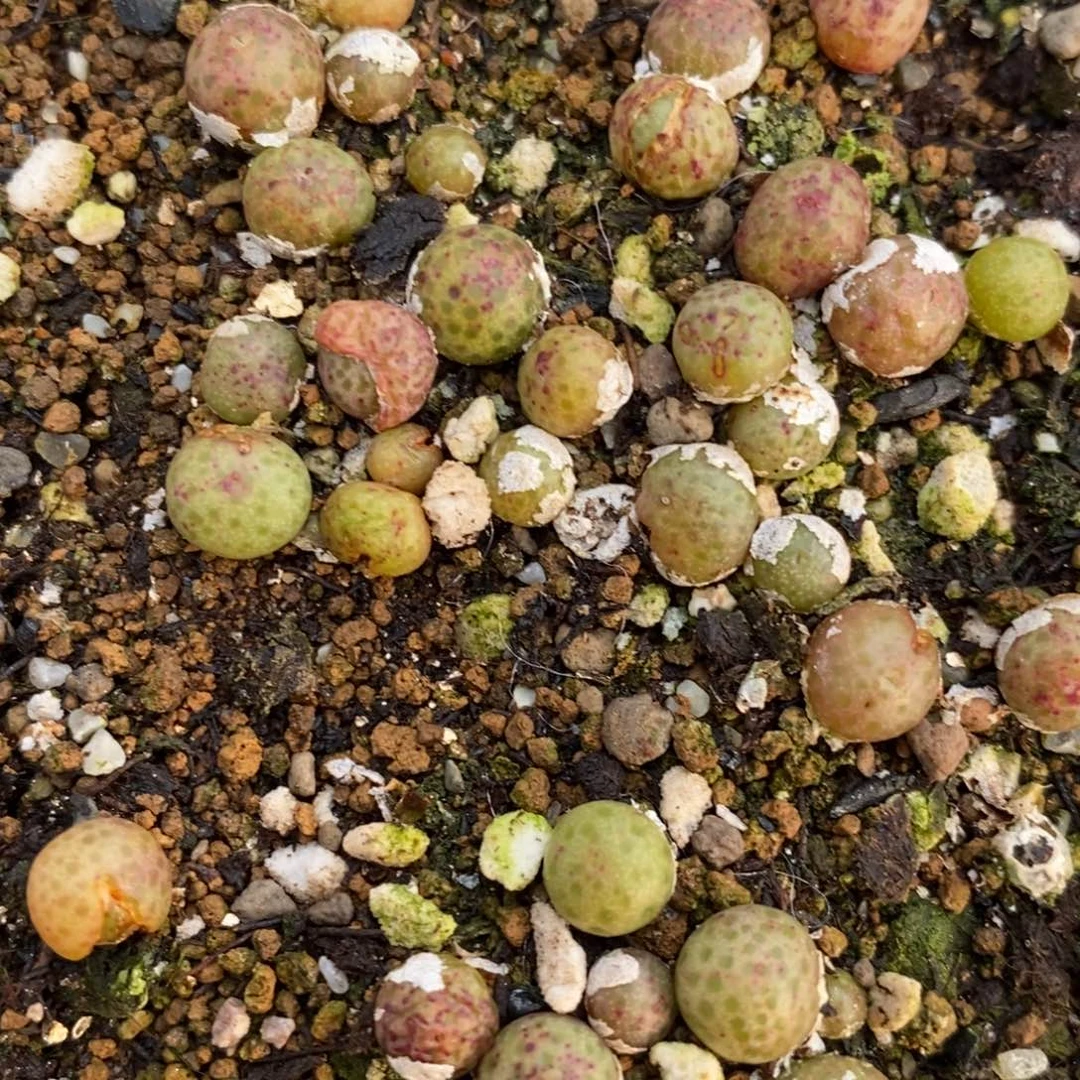 单头斑马一颗一颗