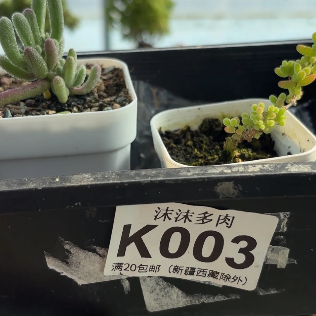 *****003紫闪枝干福利哦