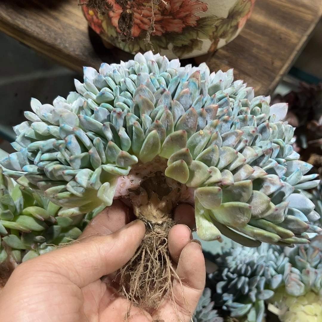 叁***月星影缀化多肉植物