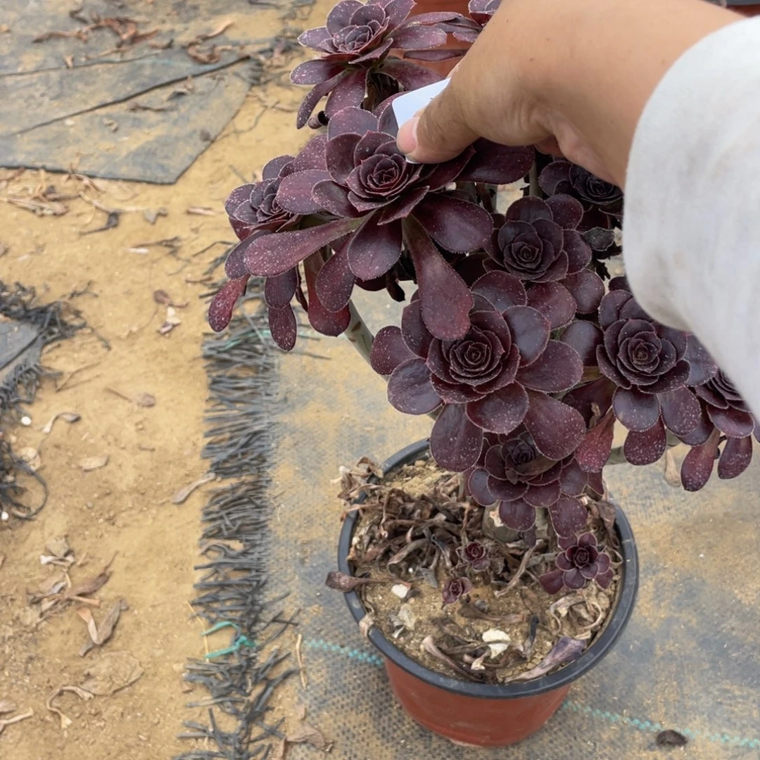 270黑玫瑰法师多肉断枝不包