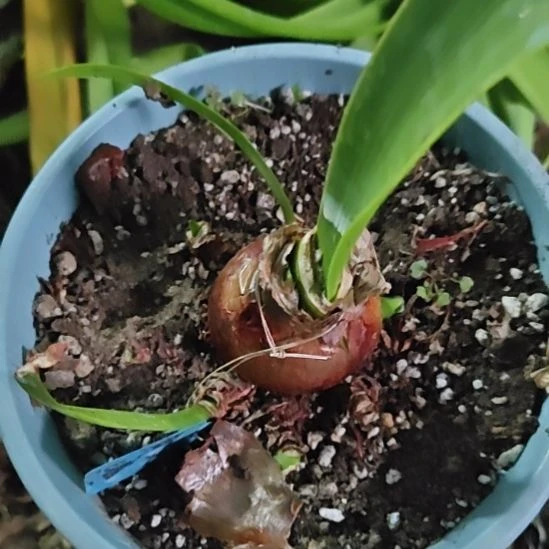 完全开放黄玫瑰4.5带花苞带6侧