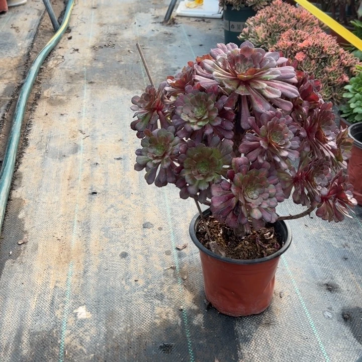  25红铜壶中多肉多肉多肉