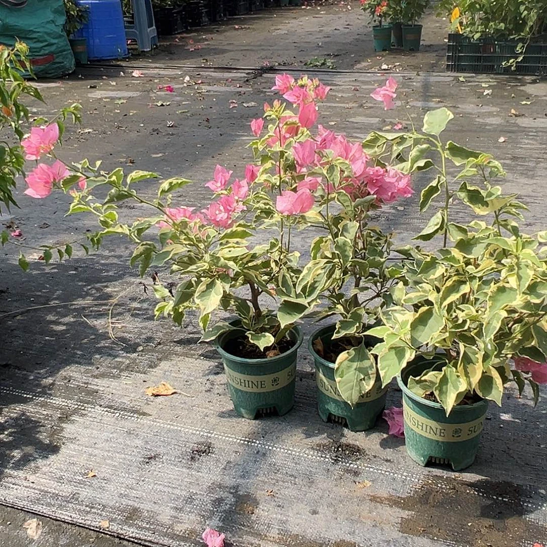 当前无花栽培后可以开花蜡染粉掌中宝一颗