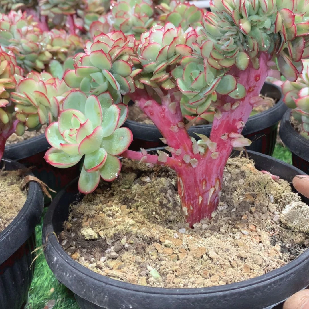 多肉植物牡丹亭树缀