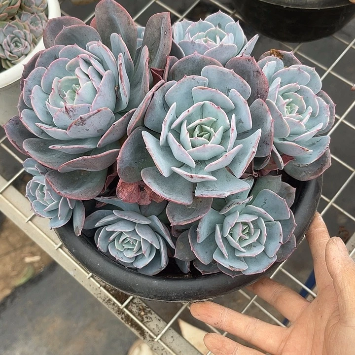 台阁还是，晨报热线