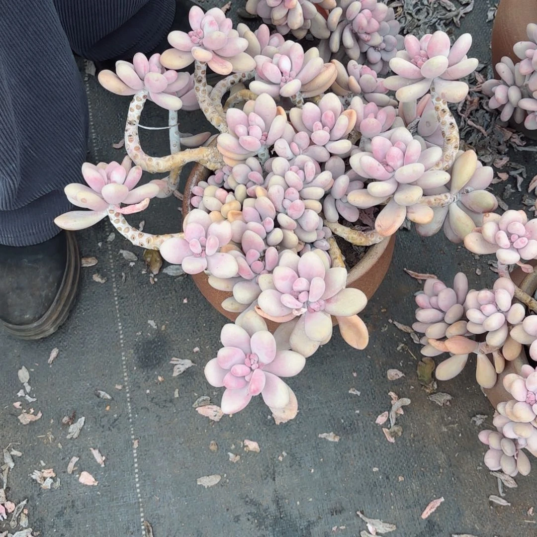 阿*桃蛋3-7物流。