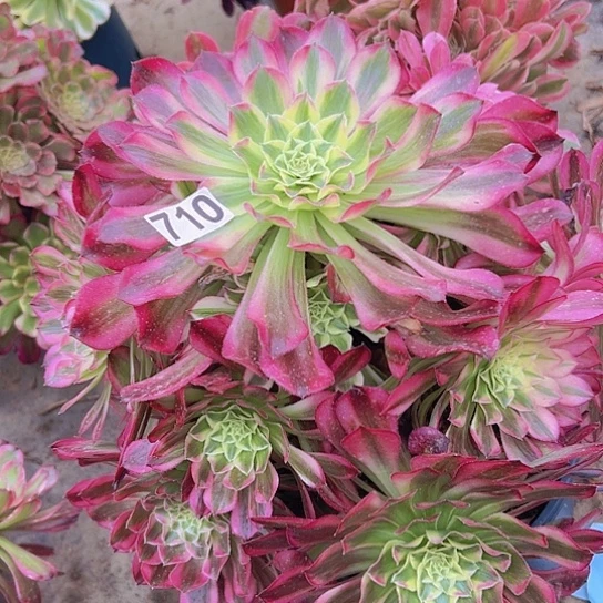 范*多肉植物一个