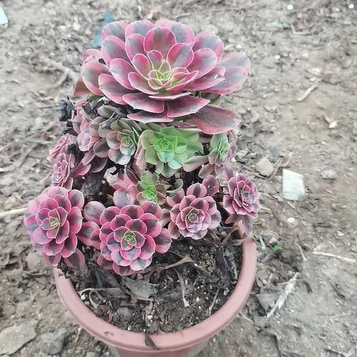 美杜莎法师多肉法师15