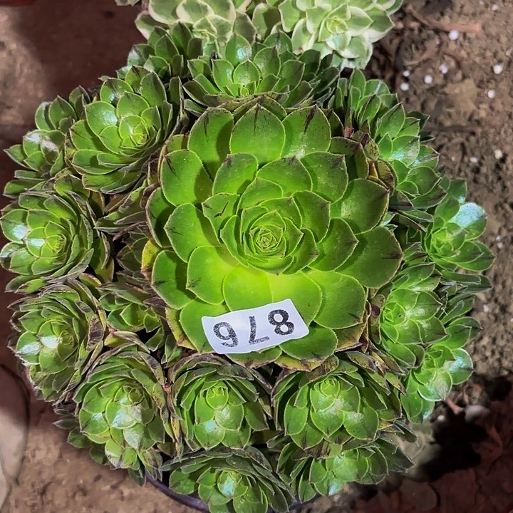 876绿珀多肉植物植物