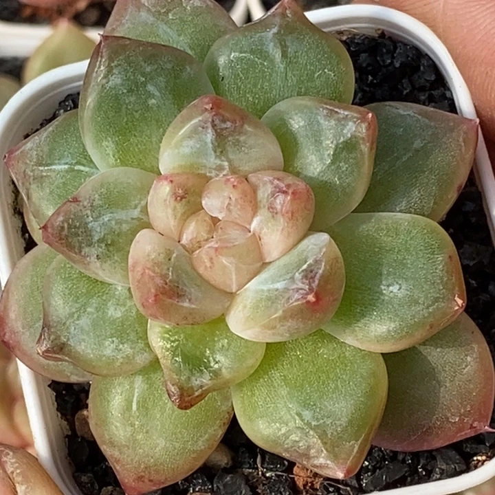 天官赐福百无禁忌