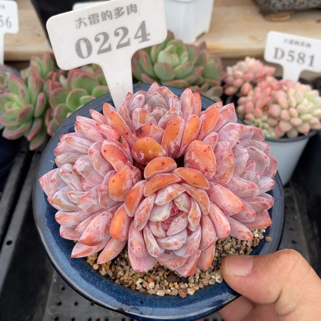 0224橙子不带盆12厘米