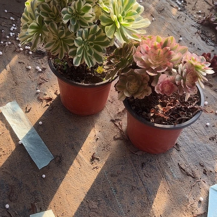 不包侧枝一物一拍108