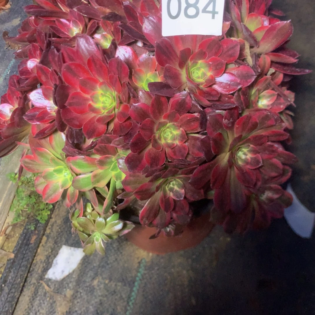 084安娜多肉植物