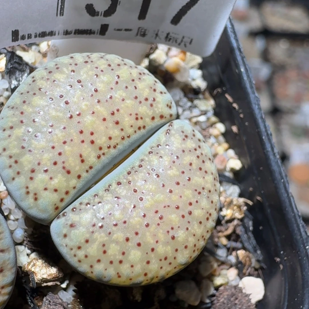 zz生石花肉锥1517