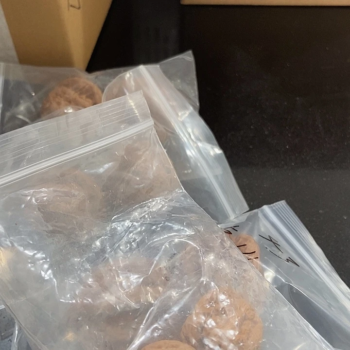 吊坠文玩核桃一单5对3