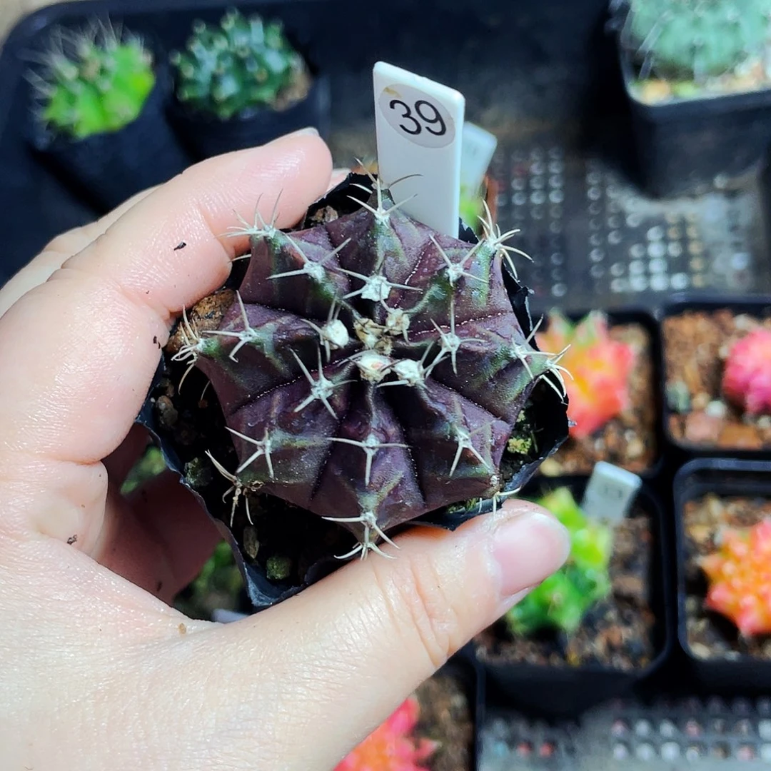 非偏远地区满25包邮仙人球裸根