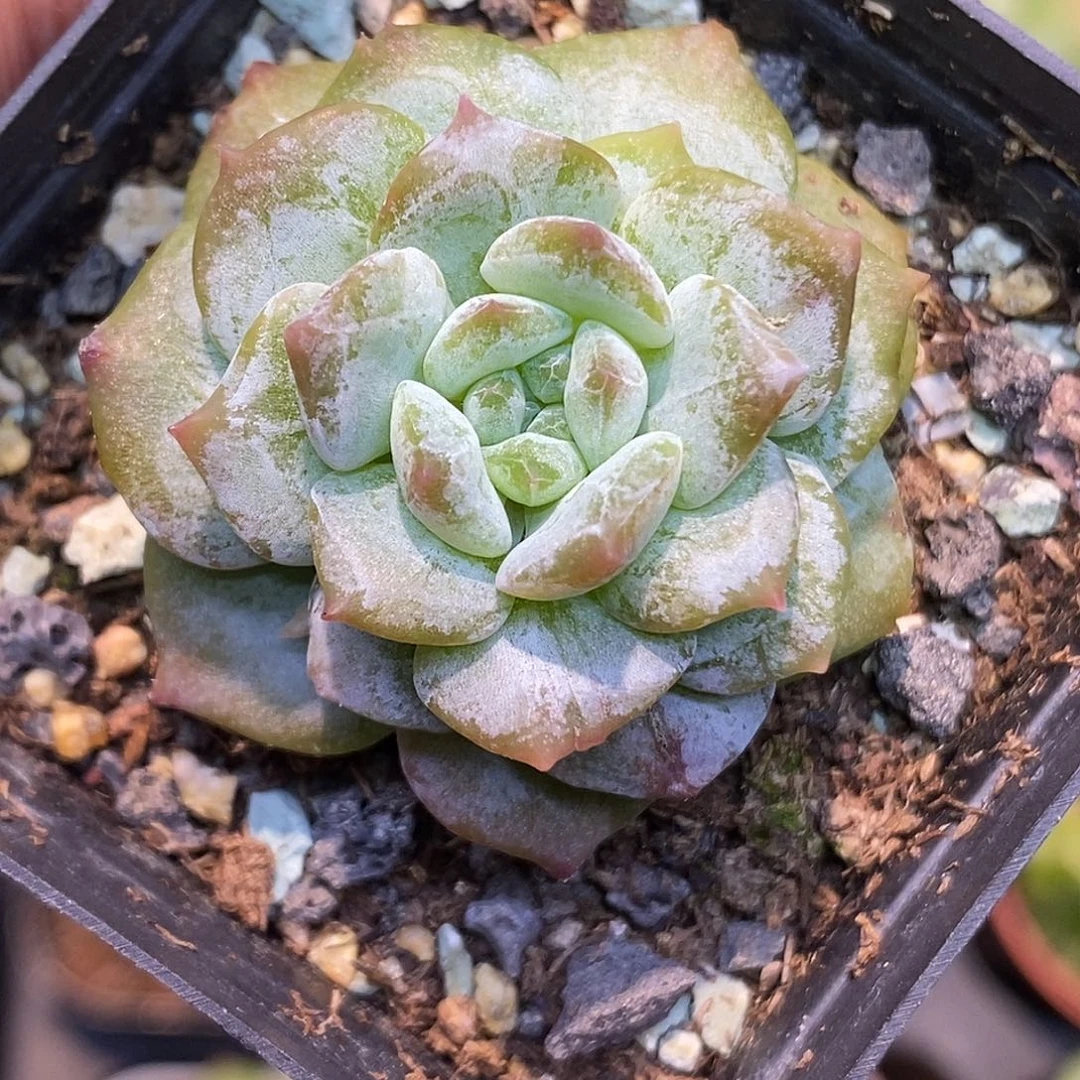糖心石化30包邮非偏远