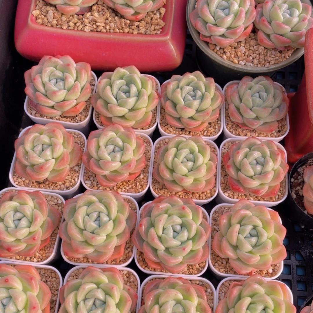 量拍37号 奶油胖冰玉单头三个z带小白方