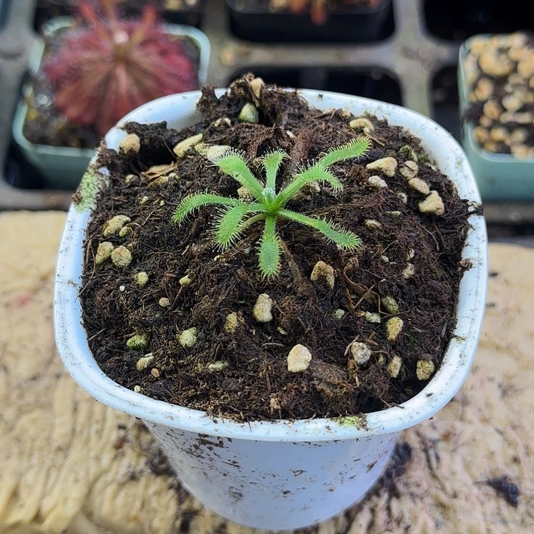 完全开放长毛茅膏菜