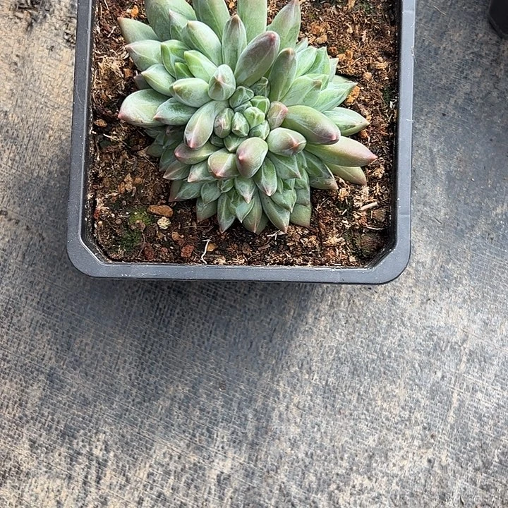 柿***意重楼自然群1111111