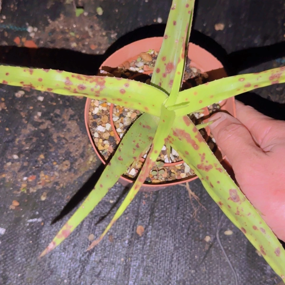 填***字块根植物块根植物