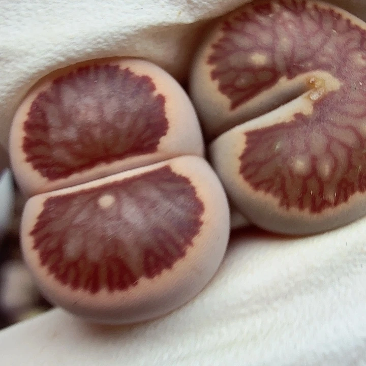 哈哈笑不出眼泪哈哈不开心425