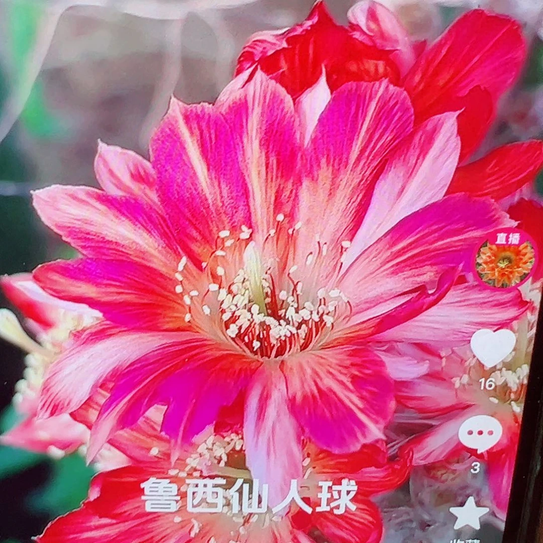 丽花 曼朵拉 侧芽 满20包邮