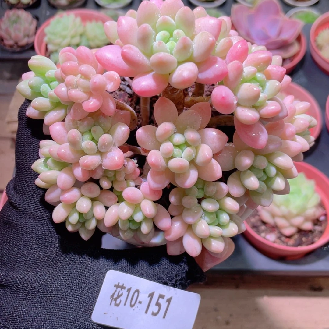 花利美10-151鱼子酱