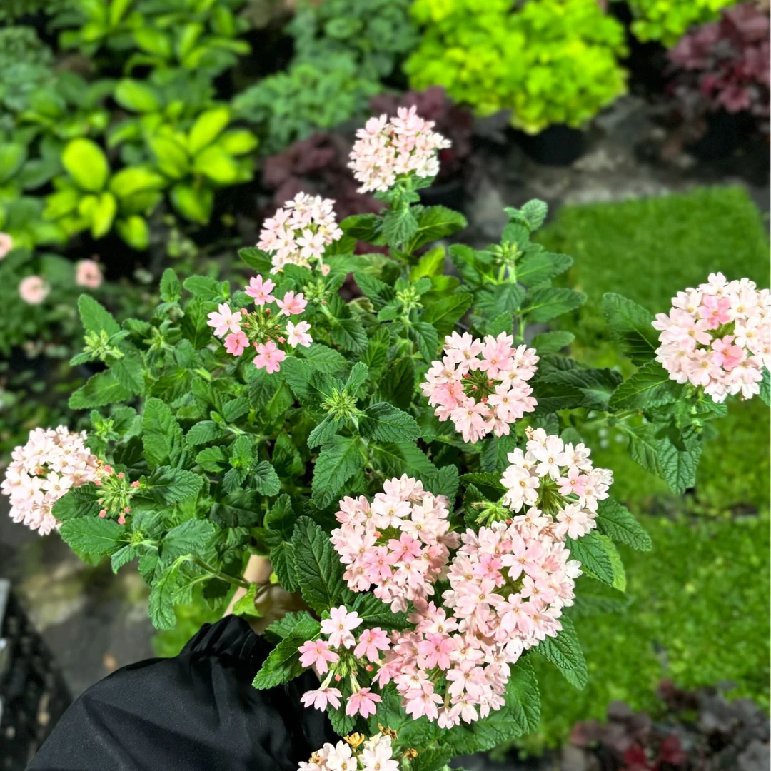 【细叶美女樱加仑】花苗大苗阳台庭院盆栽带花苞多年生耐热花境植物