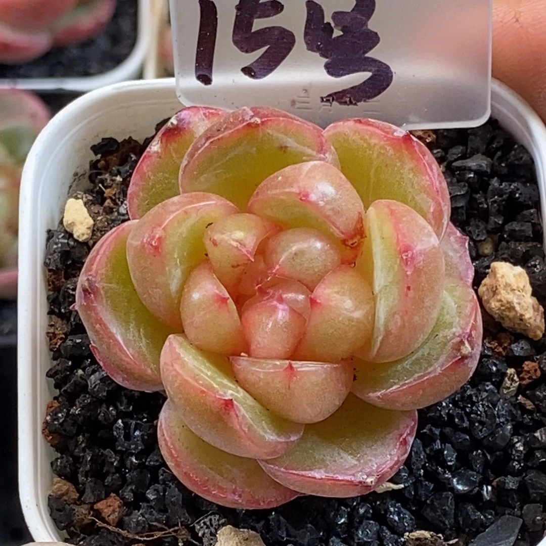 天官赐福百无禁忌