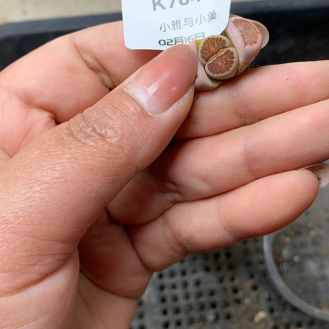 K764多肉植物保护研究所