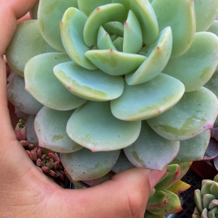 恋曲5棵9到10厘米脱土发货