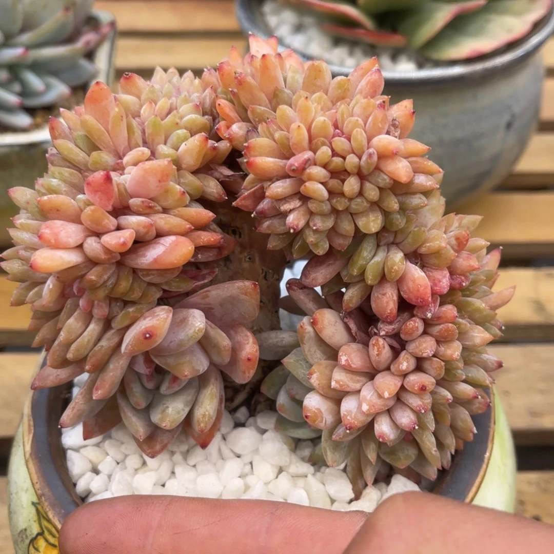 心**情6868686868686886