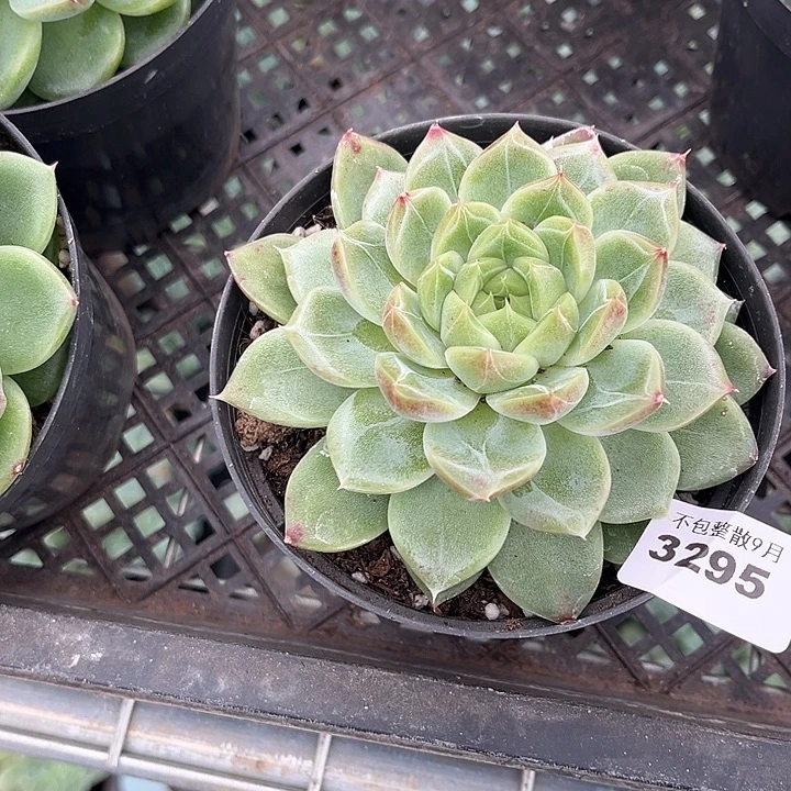 阿雅园艺。        3295钻石珍妮