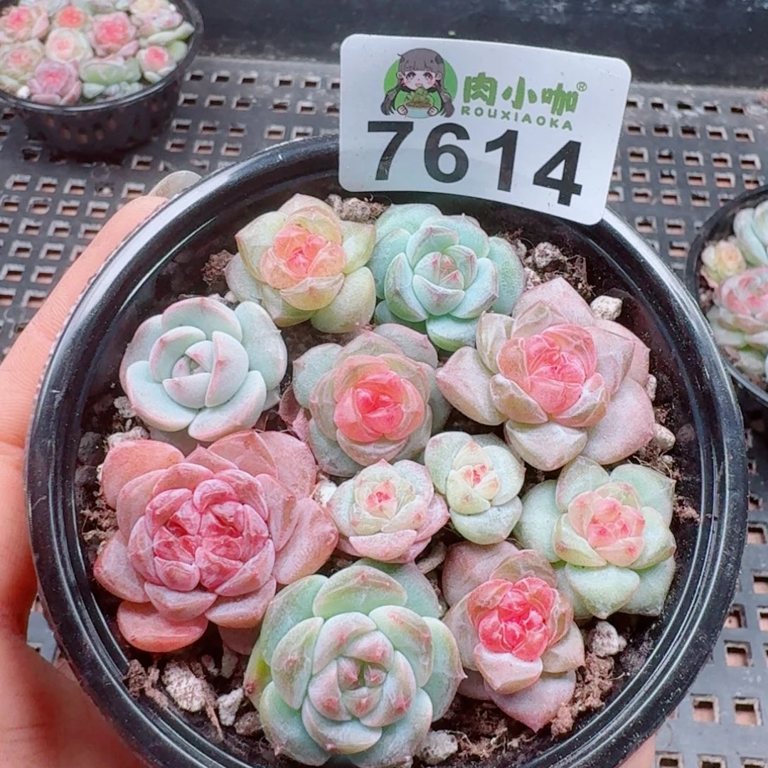 多肉植物多肉植物