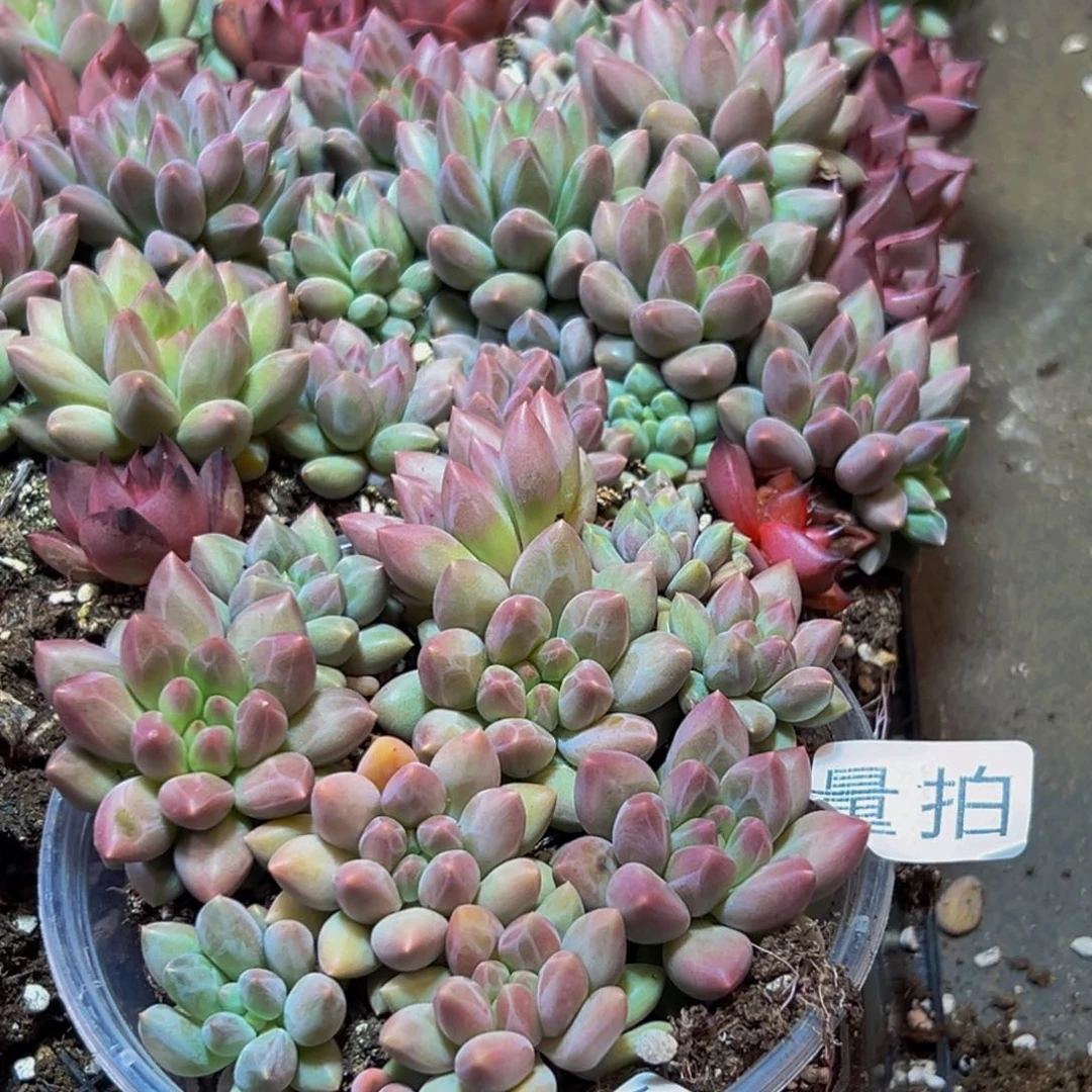 653多肉量拍一盒保底10颗