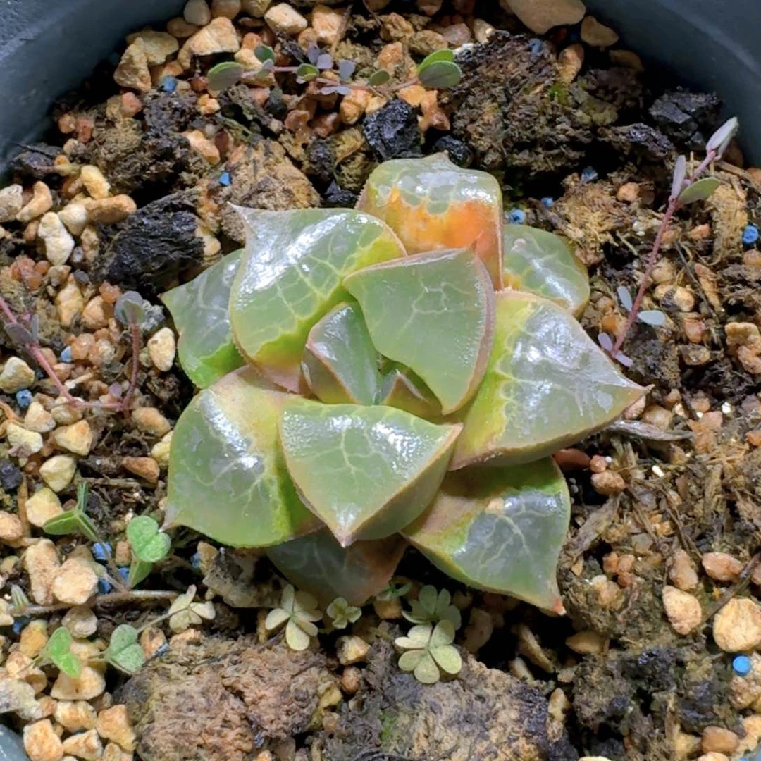 172木叶克脱土发货