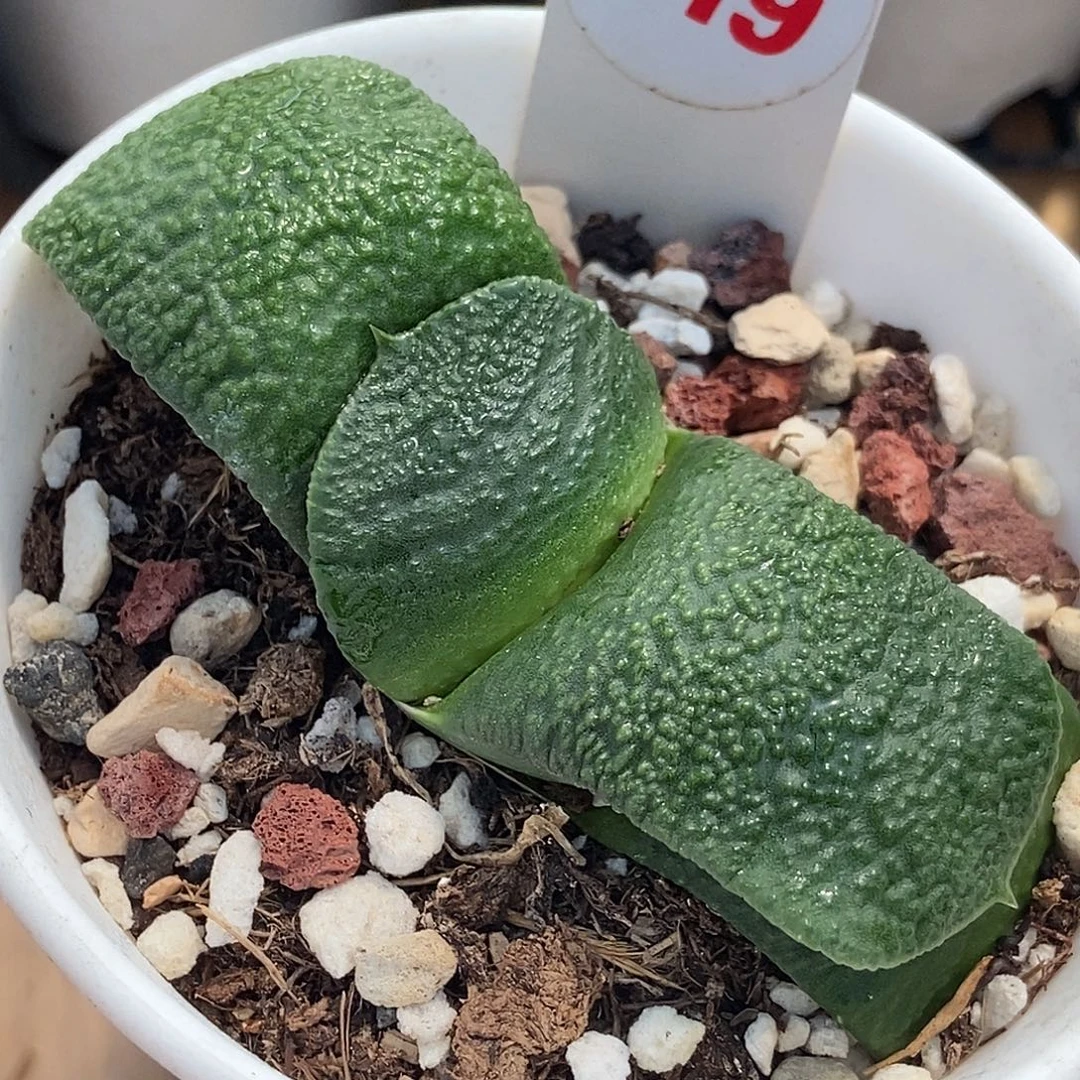 419卧牛实生带盆发货