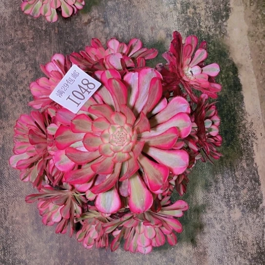 1048红铜白多肉植物