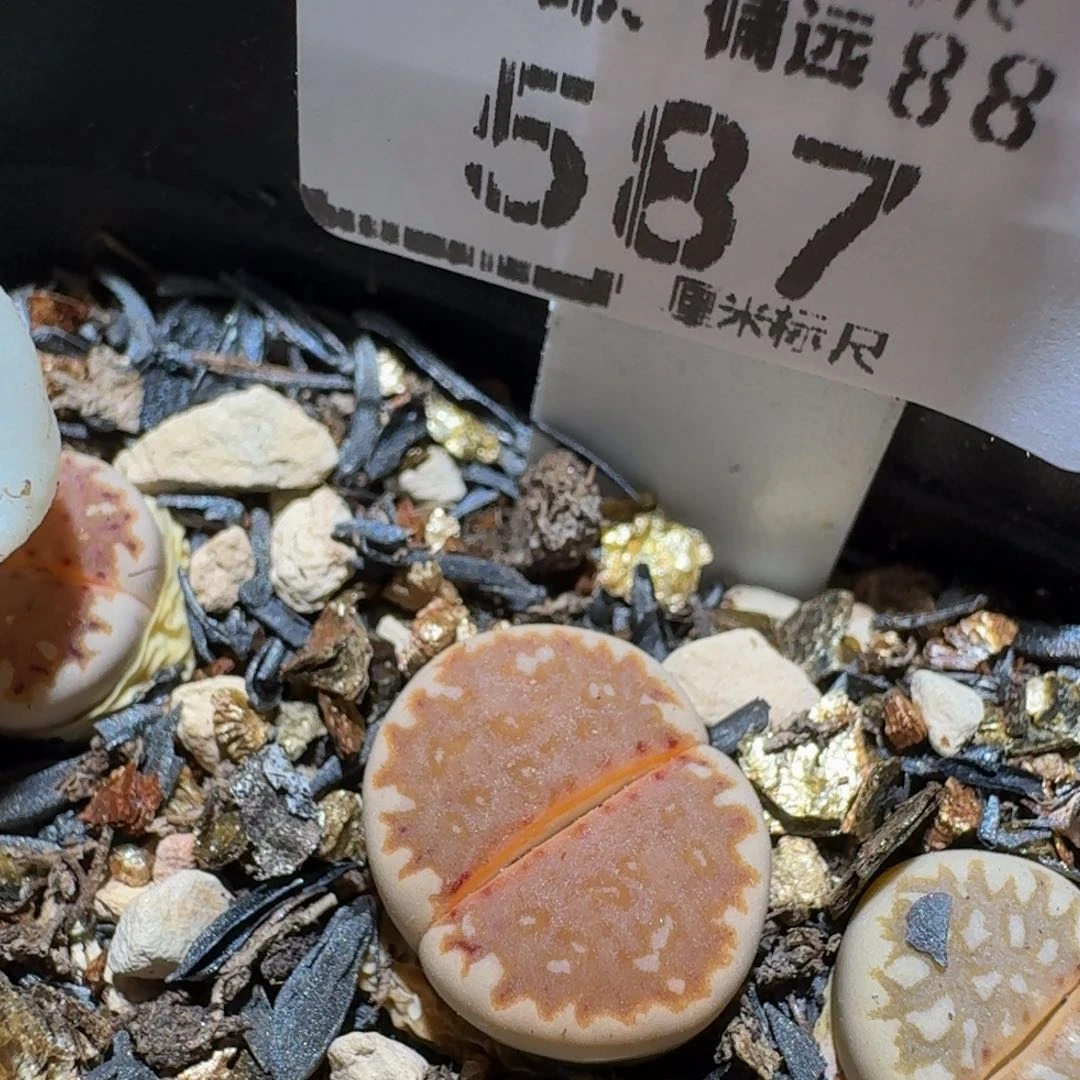 Sssss精品生石花587