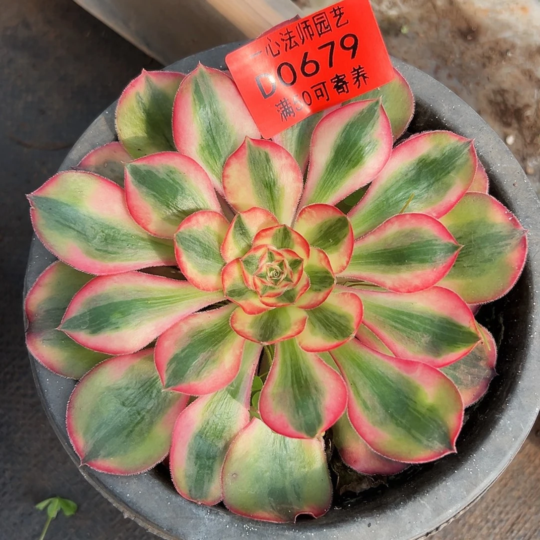 0679多肉植物爱丽丝