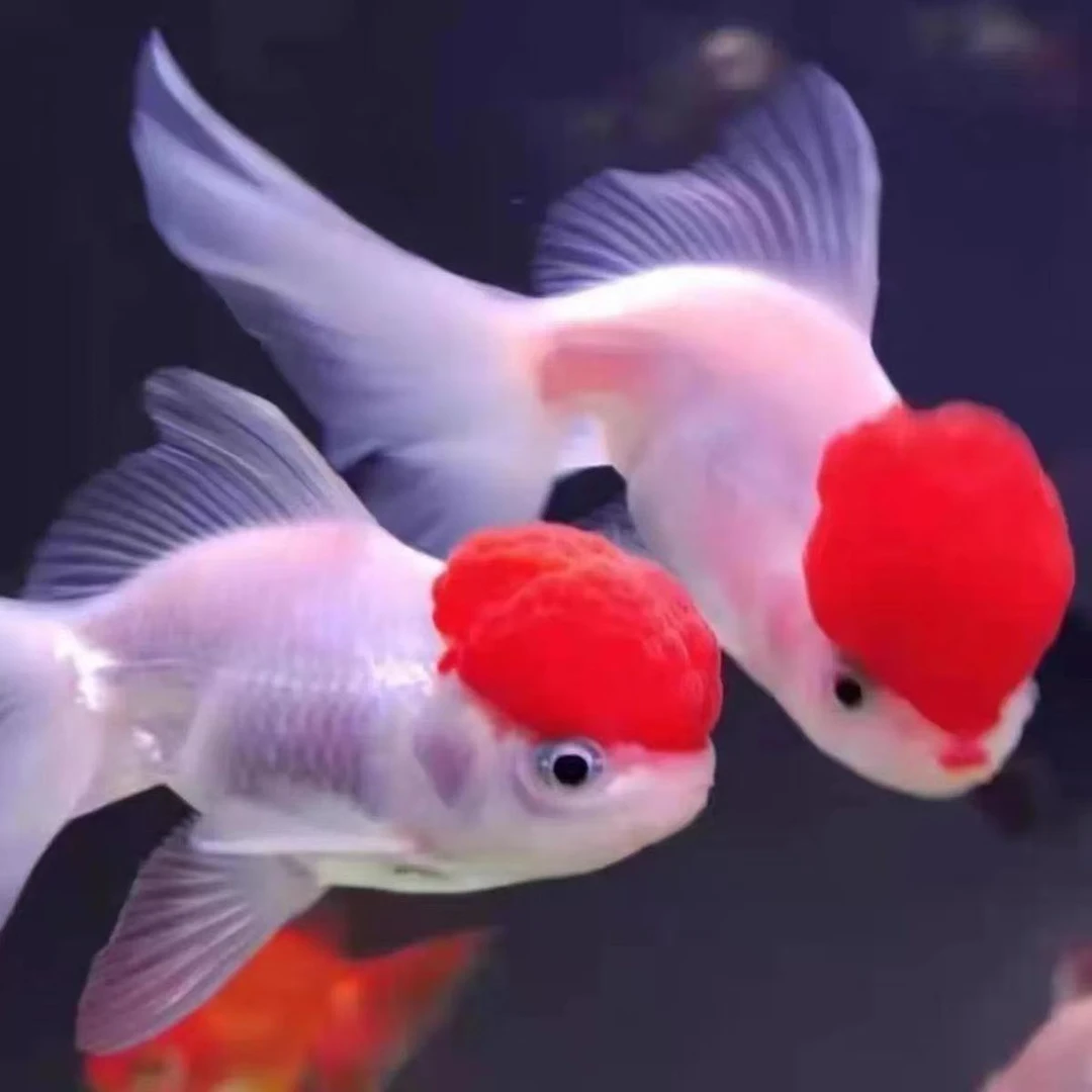 耐活的冷水金鱼10-13cm