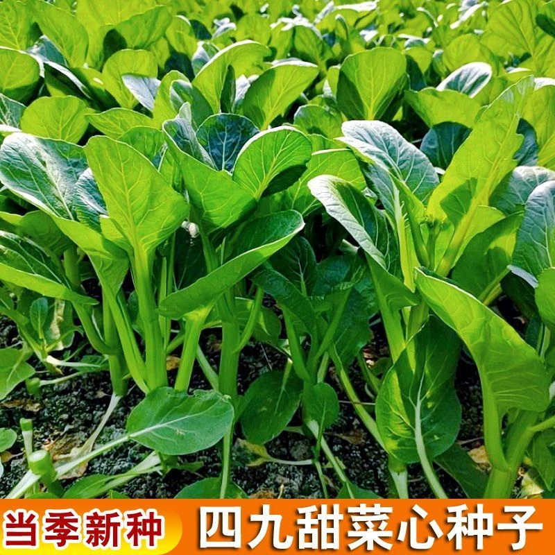 春播】高产四九甜菜心种子抗热耐湿青菜种籽春秋农家庭院田园蔬菜