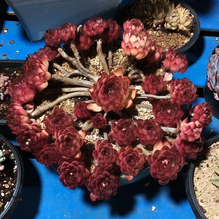 暮*奥利安娜老桩大捧花多肉植物